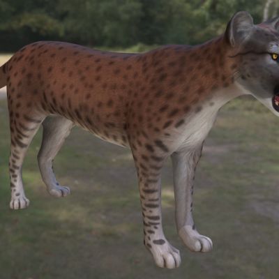 短跑冠军北美猎豹动物