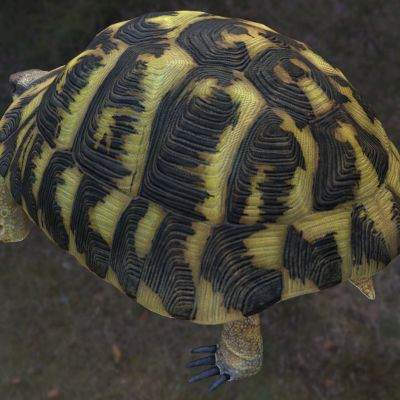 赫曼陆龟赫曼氏陆龟赫尔曼陆龟