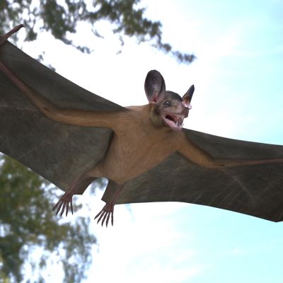 美洲假吸血蝠蝙蝠动物