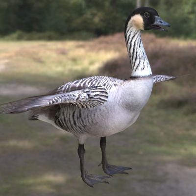 夏威夷鹅黄颈黑雁黄额黄雁生物动物