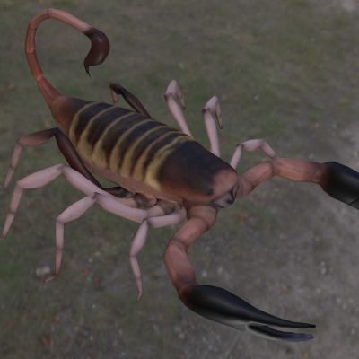 南非扁石蝎昆虫动物