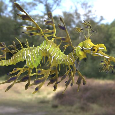 叶海龙叶形海龙藻龙枝叶海马海洋生物动物