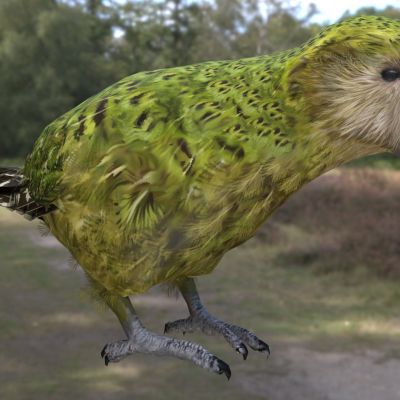 鸮鹦鹉枭鹦鸮面鹦鹉猫面鹦鹉鸟动物