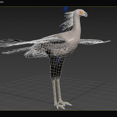 蛇鹫秘书鸟行军鹰鹭鹰食蛇鹫蜿鹫书记鸟射手鸟动物