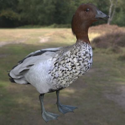 澳洲鬃林鸭澳洲林鸭澳大利亚林鸭鬃鸭动物