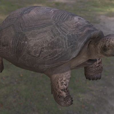 哥法地鼠龟佛州地鼠龟地鼠穴龟地鼠陆龟穴居沙龟