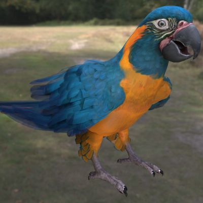 蓝喉金刚鹦鹉玻利维亚金刚鹦鹉