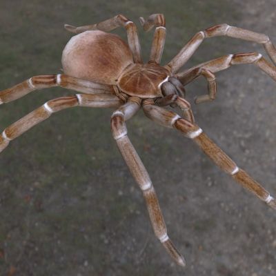歌利亚吃鸟蜘蛛昆虫动物生物