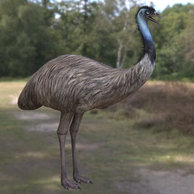 鸸鹋澳洲鸵鸟澳大利亚鸵鸟动物