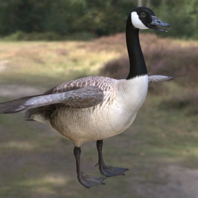 加拿大鹅加拿大雁生物动物