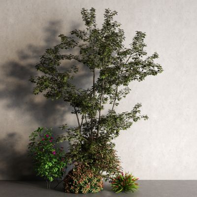 现代景观树 灌木