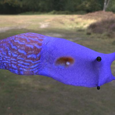 喀尔巴阡山蓝蛞蝓