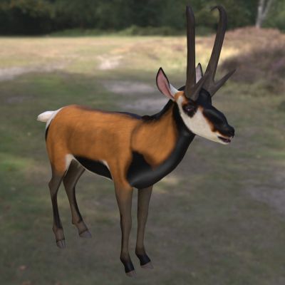 四叉角羚美国羚羊