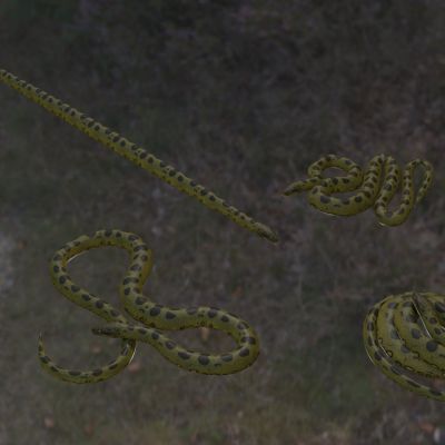 绿森蚺森蚺绿水蟒蛇冷血动物