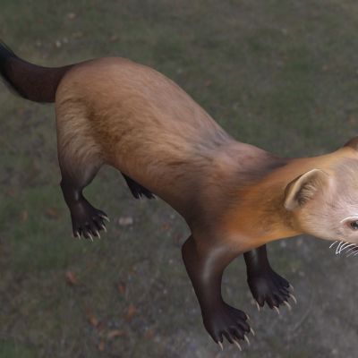 紫貂指名亚种托博尔斯克黑貂动物