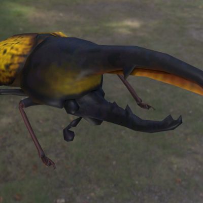 大力甲虫犀金龟独角仙长戟大兜虫赫拉克勒斯昆虫动物生物