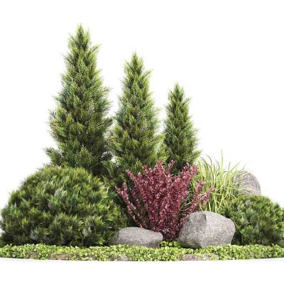 灌木石头植物组合