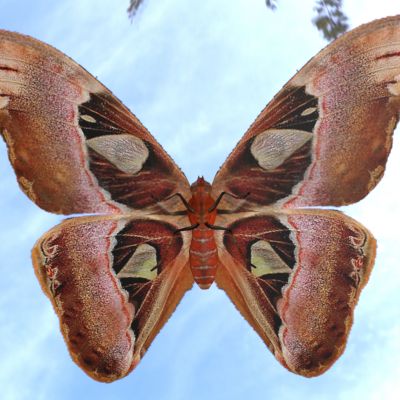 乌桕大蚕蛾皇蛾阿特拉斯蛾蛇头蛾蛇头蝶霸王蝶霸王蛾等昆虫动物