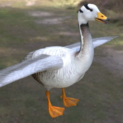 斑头雁白头雁黑纹头雁动物