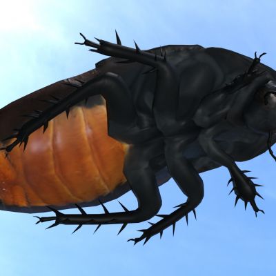 马达加斯加发声蟑螂昆虫动物生物