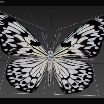 大帛斑蝶大白斑蝶统一蝶幸运蝶蝴蝶昆虫生物动物