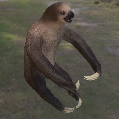 二趾树懒两趾树懒树懒生物动物