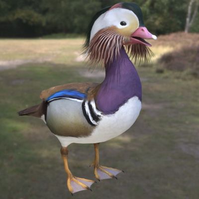 意大利鸳鸯动物