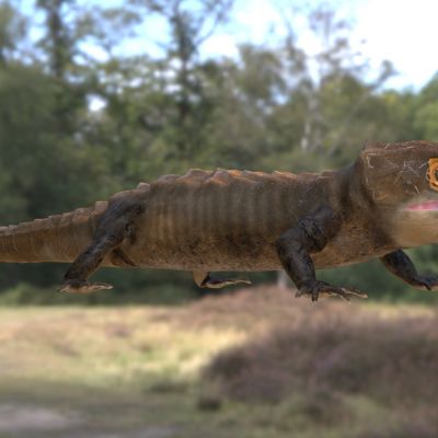 红眼鹰蜥盔甲蜥细三棱蜥红眼鳄蜥布氏鳄鱼石龙子蜥蜴生物动物