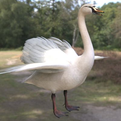 大天鹅咳声天鹅喇叭天鹅黄嘴天鹅动物