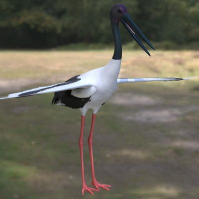 黑颈鹳凹嘴鹳生物动物