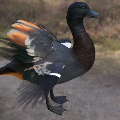 新西兰黑胸麻鸭天堂鸭生物动物