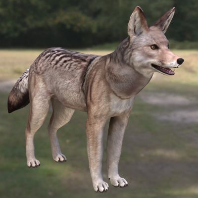 土狼郊狼丛林狼草原狼北美小狼野生动物生物