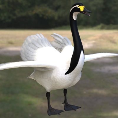 马耳他侏儒天鹅动物生物