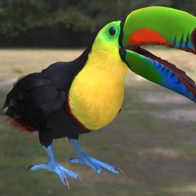 彩虹巨嘴鸟厚嘴巨嘴鸟指名亚种彩虹嘴巨嘴鸟彩虹鵎鵼鸟类动物生物