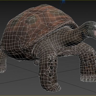 亚洲巨龟大东方龟阿特拉斯巨龟动物生物3D模型