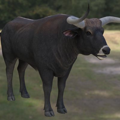 欧洲野牛动物生物3D模型