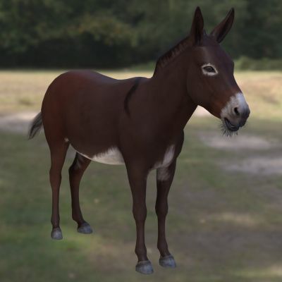 蒙古野驴骞驴野驴生物动物