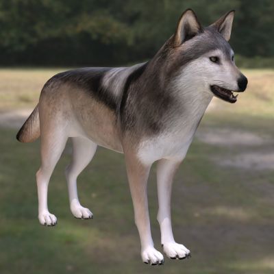 墨西哥灰狼灰狼墨西哥亚种墨西哥狼野生动物生物