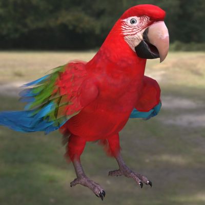 红绿翅膀金刚鹦鹉小金刚鹦鹉鸟类生物动物