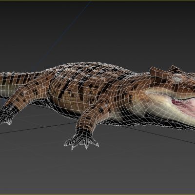 马达加斯加角鳄鱼野生动物生物3D模型