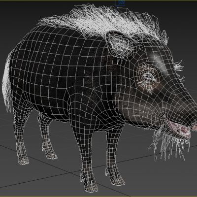 白唇西猯野猪野生动物生物