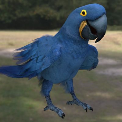 紫蓝金刚鹦鹉蓝紫金刚鹦鹉风信子金刚鹦鹉鸟类动物生物