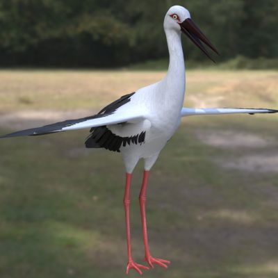 东方白鹳动物生物