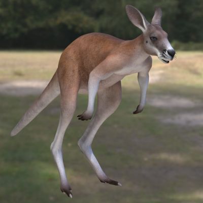 红袋鼠红大袋鼠赤大袋鼠大赤袋鼠动物生物