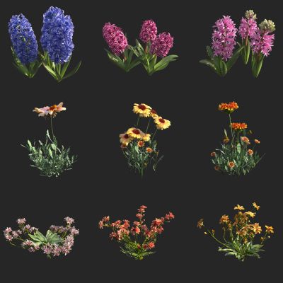 风信子 菊花 花草