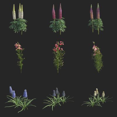 花草 葡萄风信子 