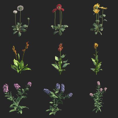 雏菊 勿忘草 紫罗兰 花草