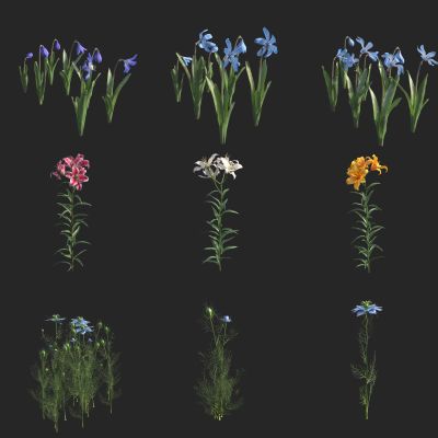 风信子 海葱 蓝钟花 黑子草 花草