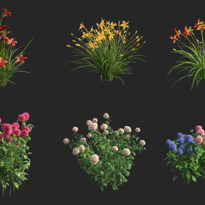 百合 绣球花 萱草 龙头花 