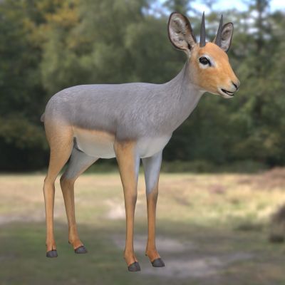 非洲小羚羊野生动物生物3D模型